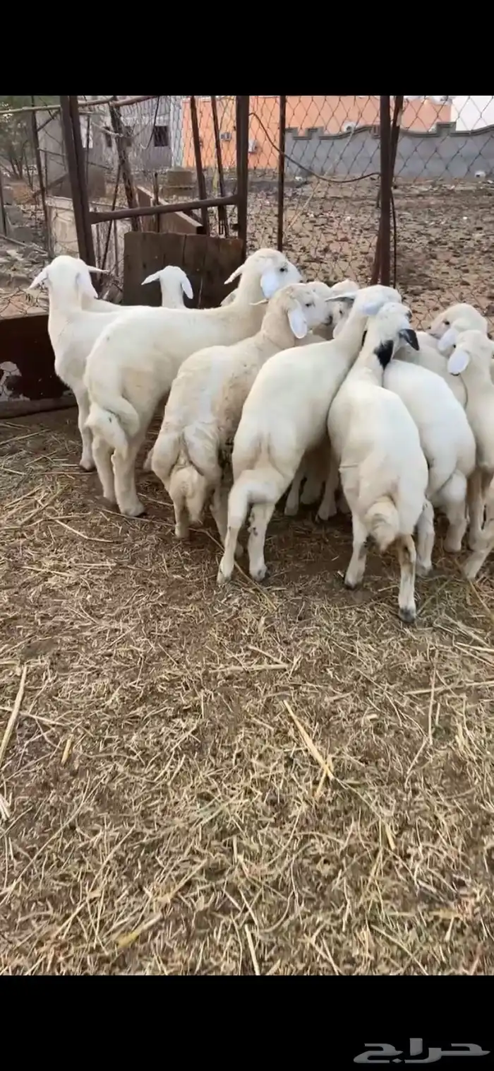 طليان 0
