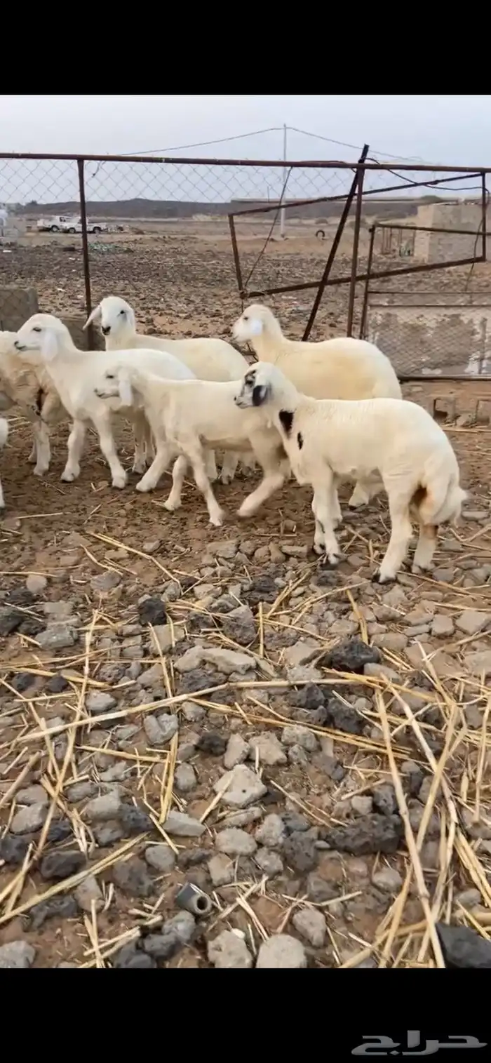 طليان 2