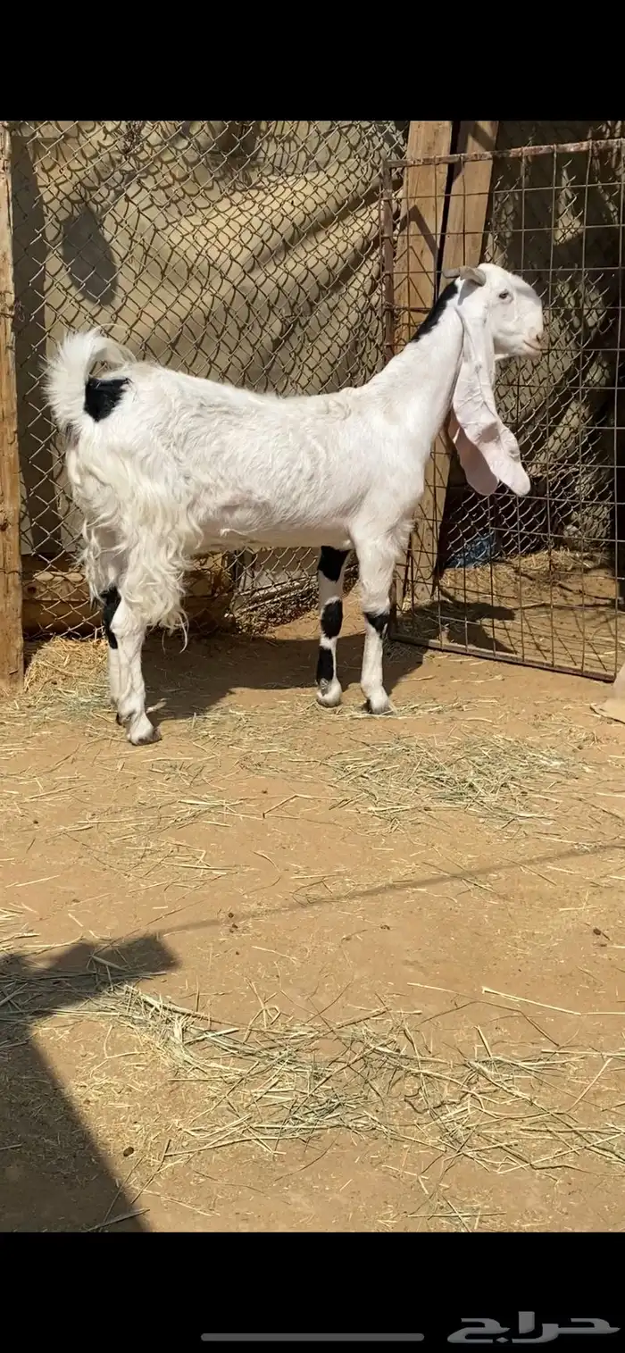 معزا مطورات خصم دفيع 0