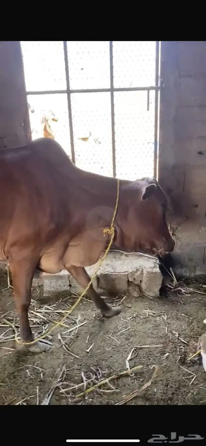 بقرة للبيع 0