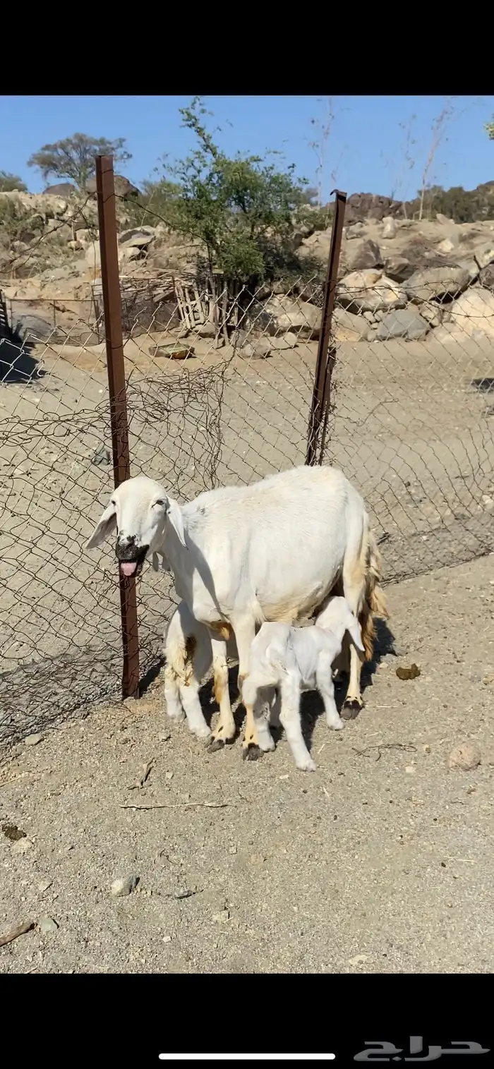 شاه صنف تحتها 2 رخال جبره مشالله تم البيع 0