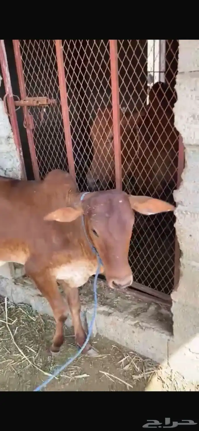 بقرة للبيع 3