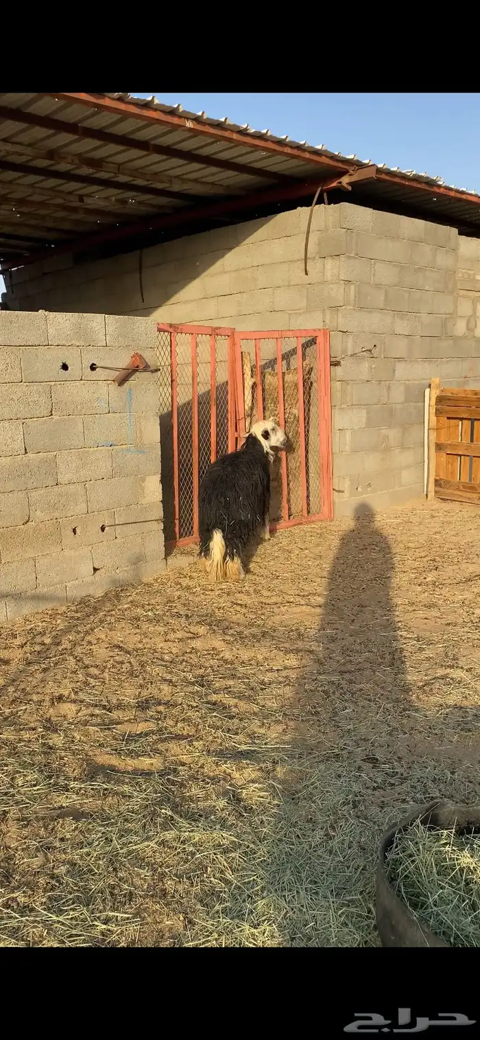 طلي نجدي جبر فل شحم 5