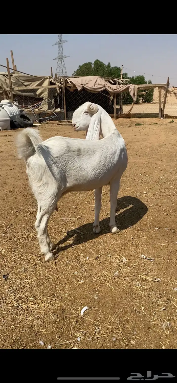 معزا مطورات خصم دفيع 3
