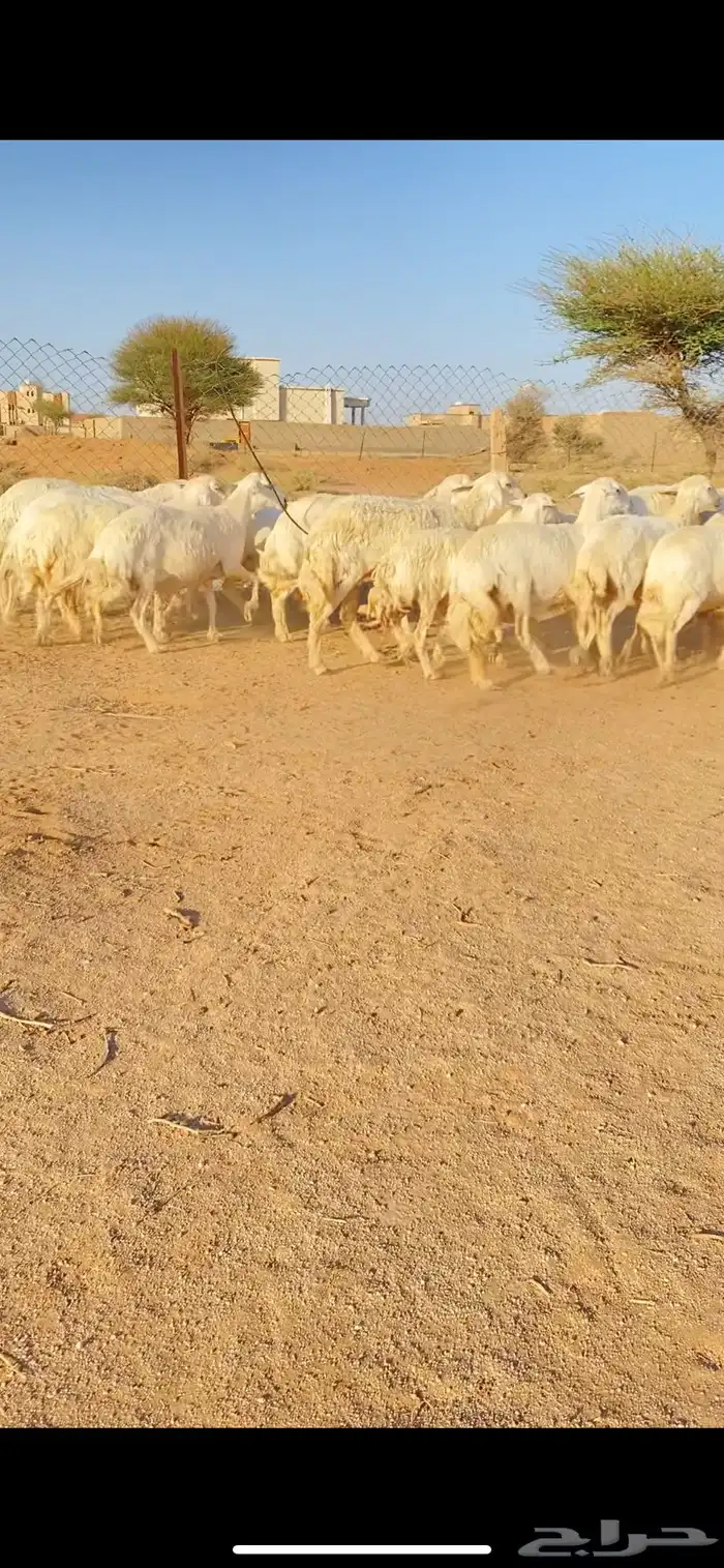 غنم حريات حرش صنف فاخر 20 بفحلها 3