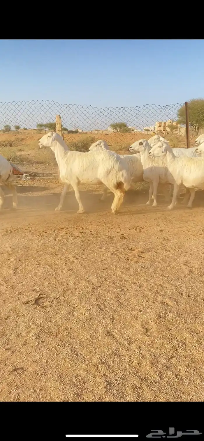 غنم حريات حرش صنف فاخر 20 بفحلها 1