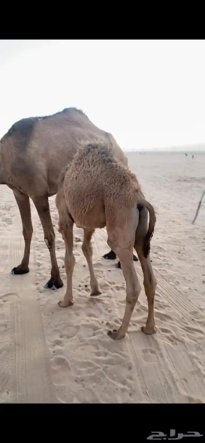 حوار ابو 6 شهور 1