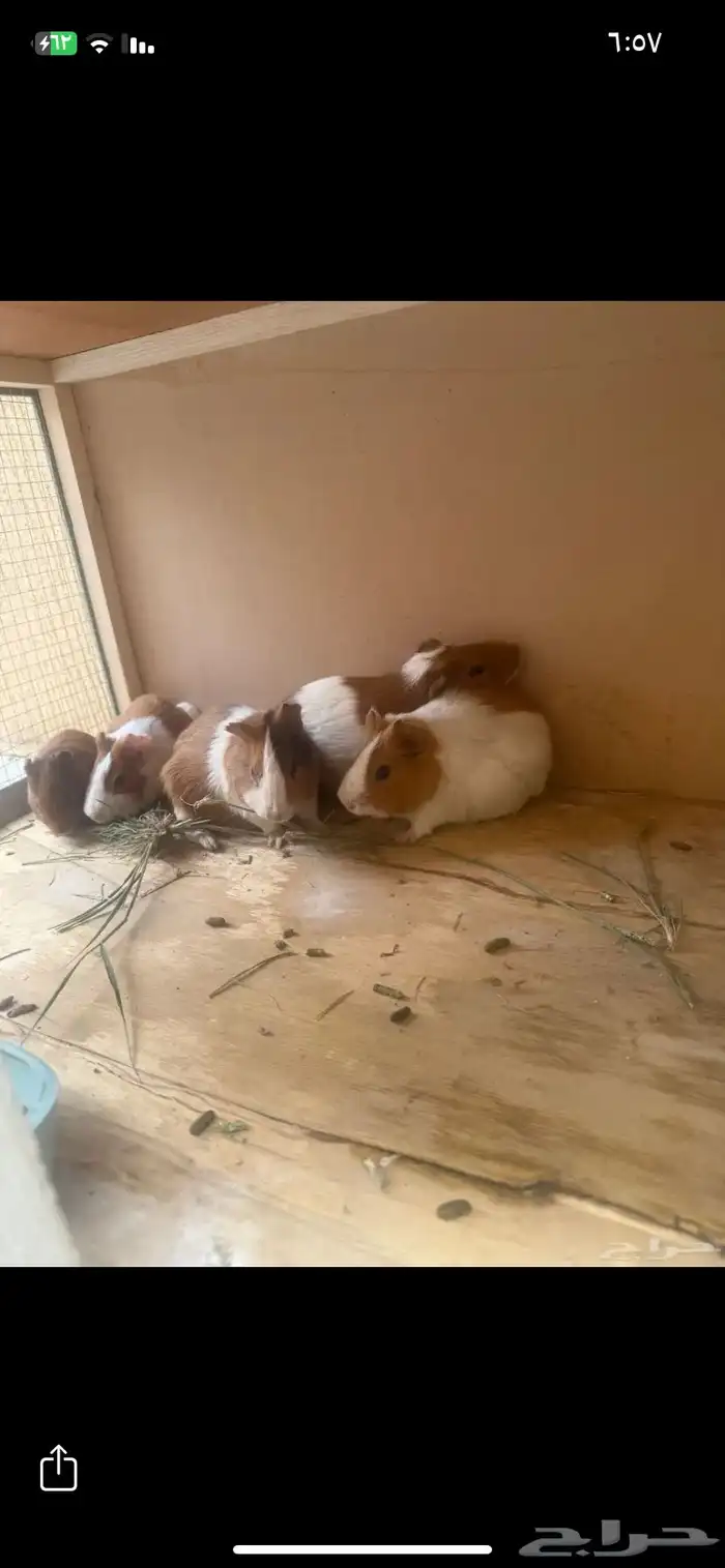 وبرة نظيفة ما تعني من أي مرض 3 انثي وثنتين ذكور 0