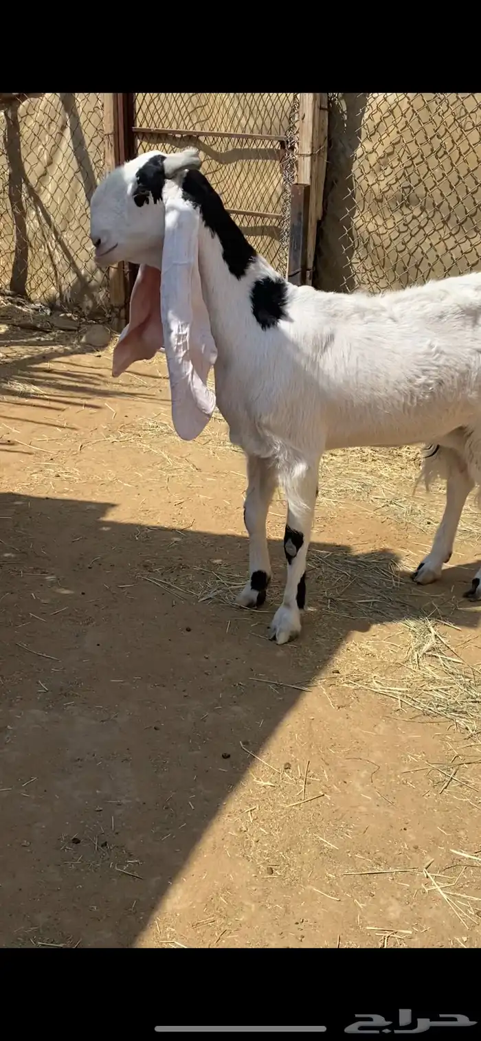 معزا مطورات خصم دفيع 2
