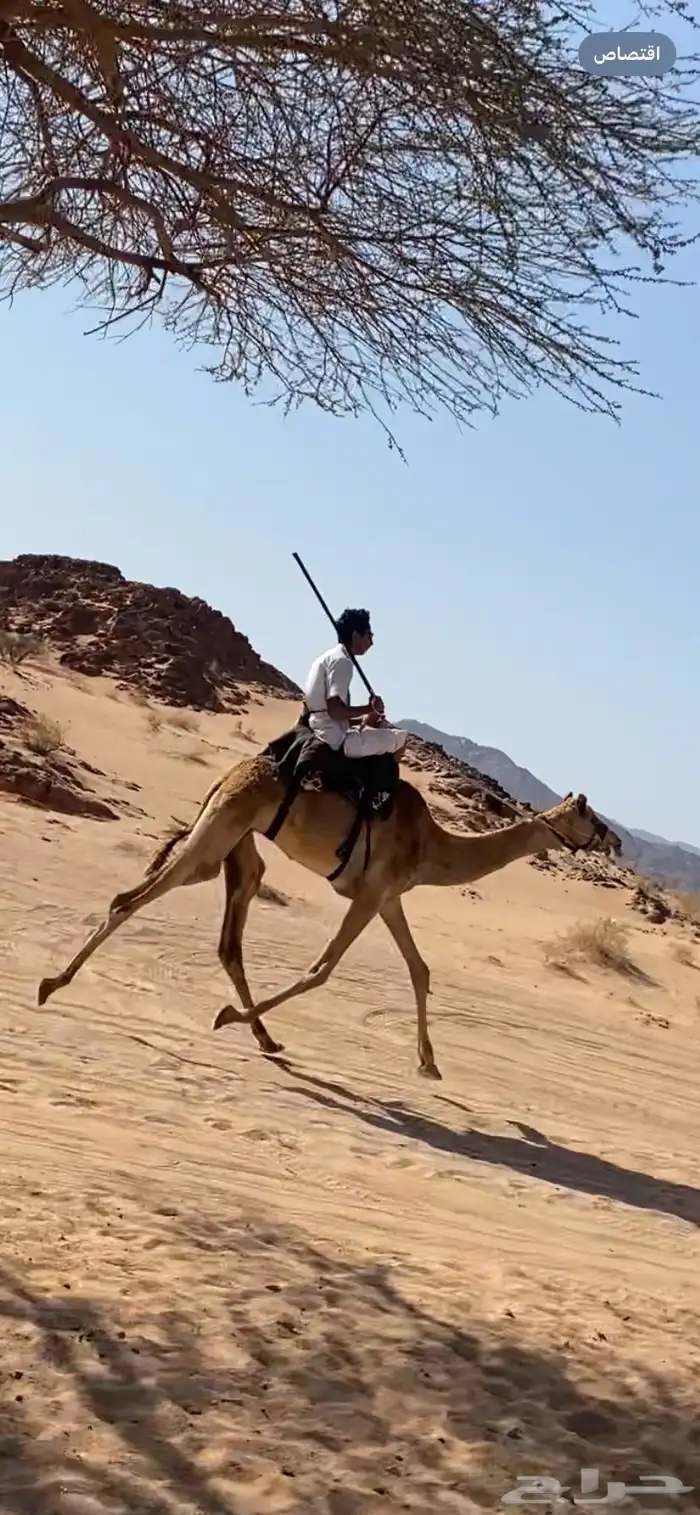 افلح من ذكر الله قعود 0