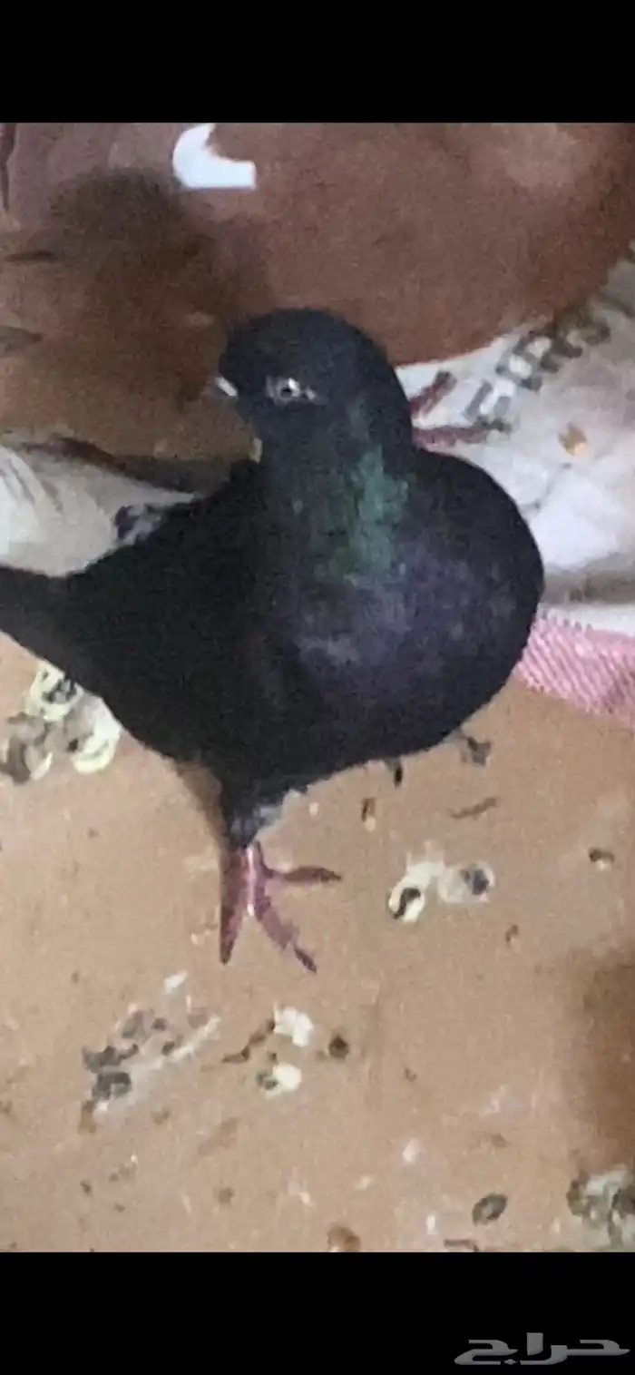 حمام شامي 8