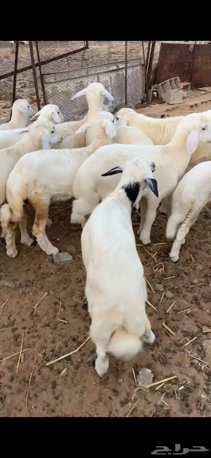 طليان 5
