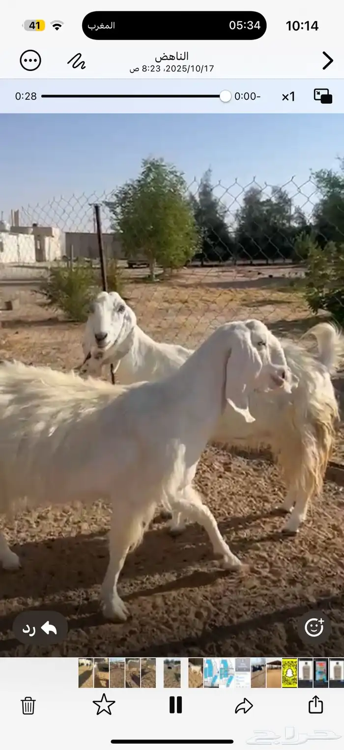 بيع أربع معزاء مشروكات مع الفحل 0