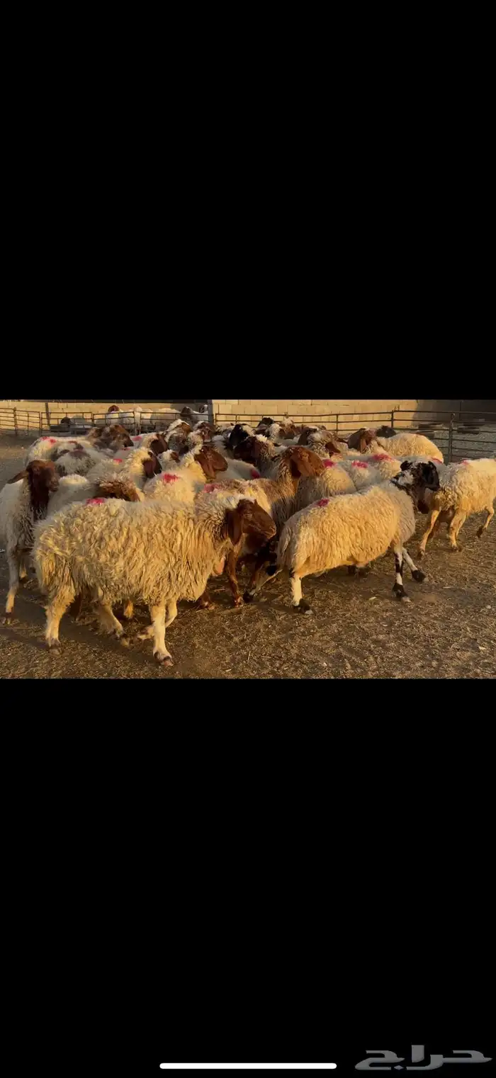 غنم نعيم دفيع 3