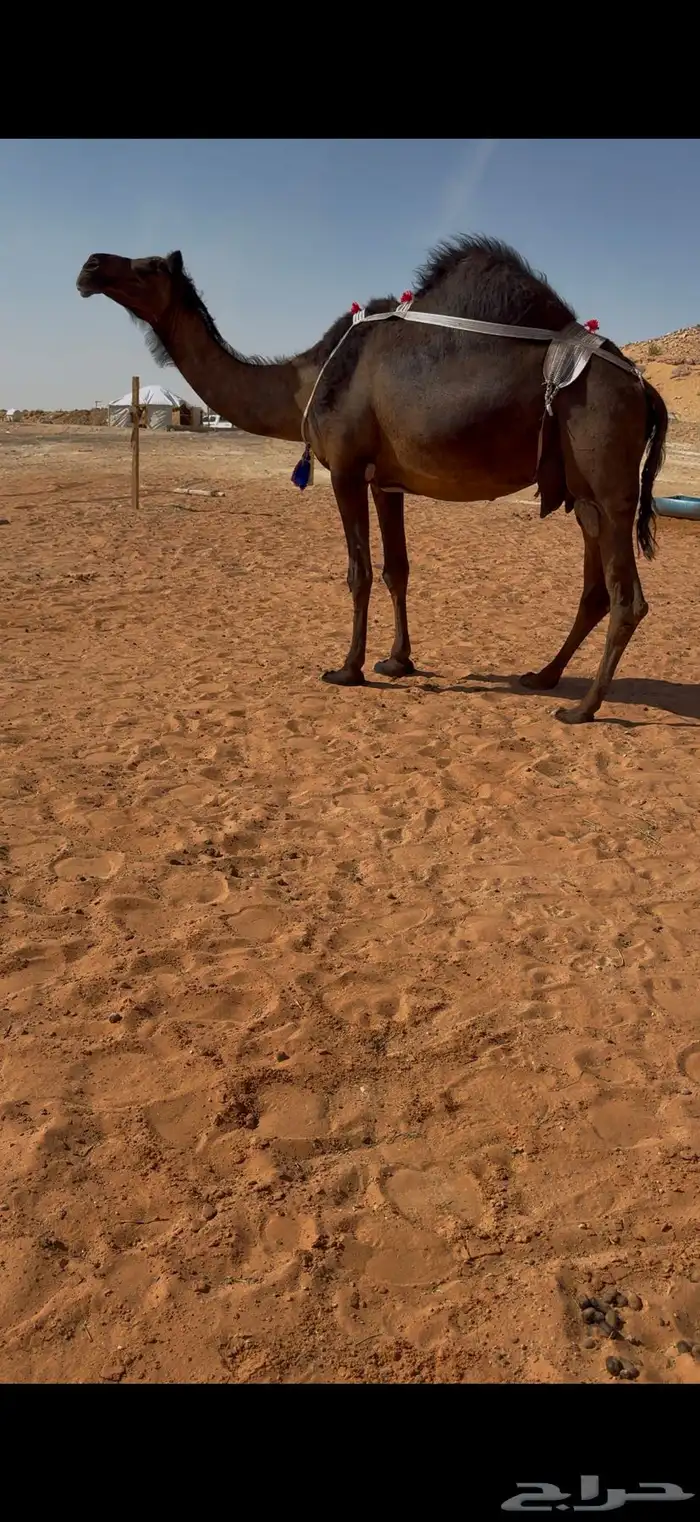 خلفه مجهم كفو 2