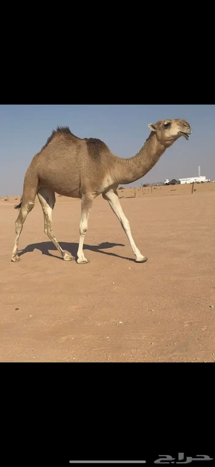 بكار حمر على بعارين بن غصين 2