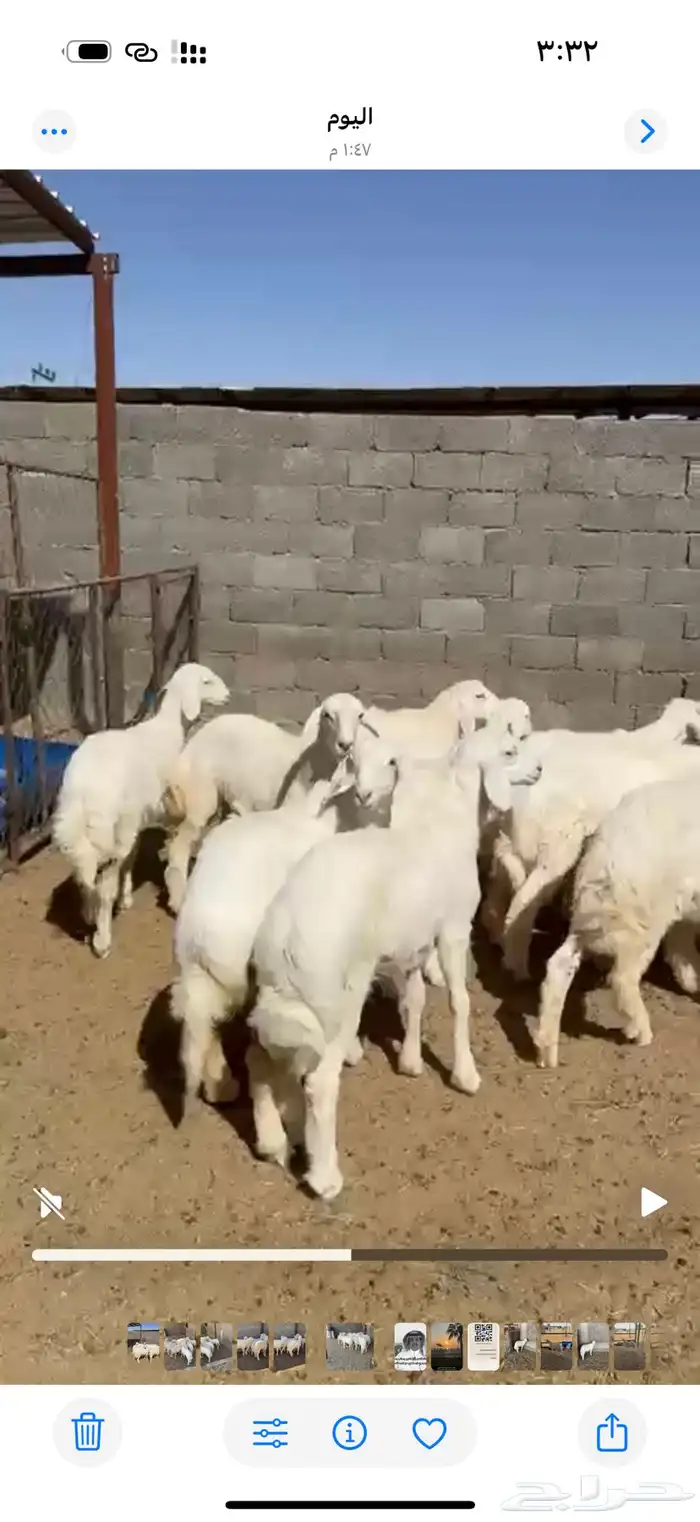 12 هرفي لبانيات 5