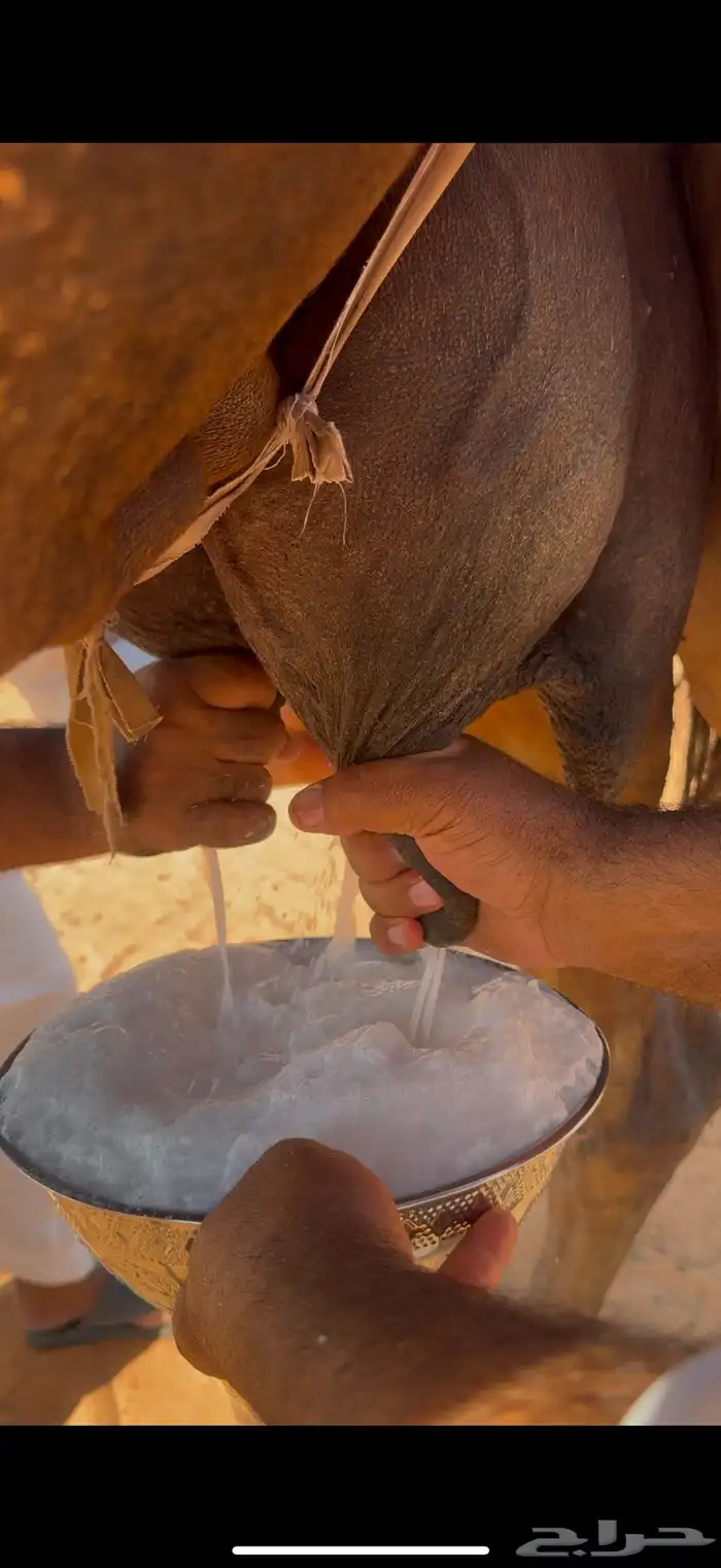 خلفه مجهم كفو 5