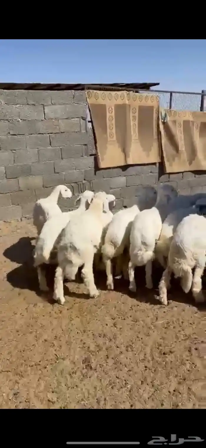 12 هرفي لبانيات 4