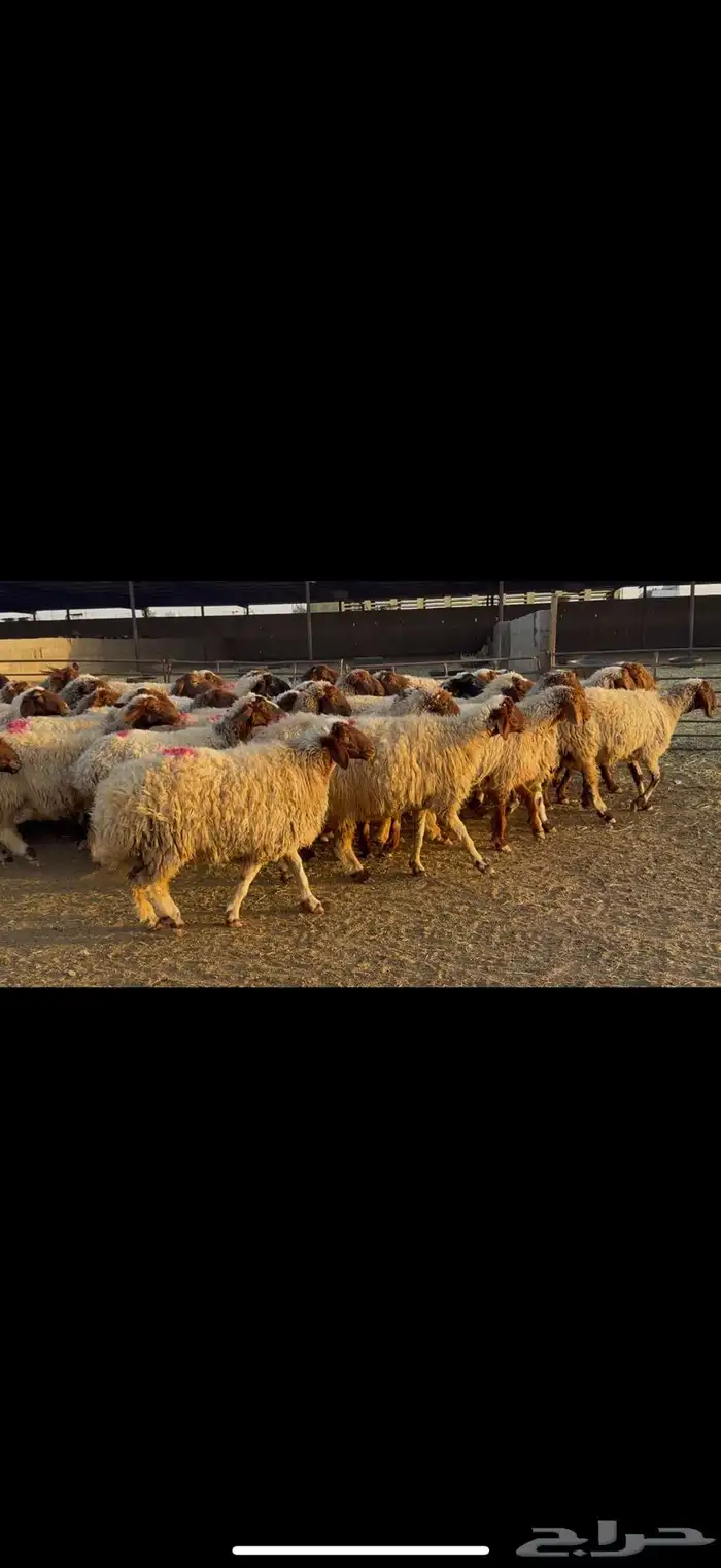 غنم نعيم دفيع 0