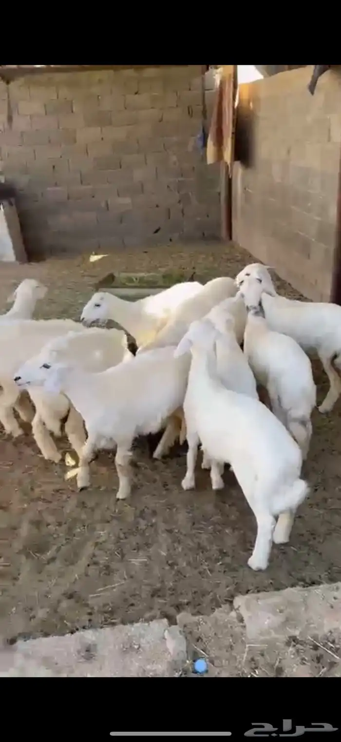 12 هرفي لبانيات 2