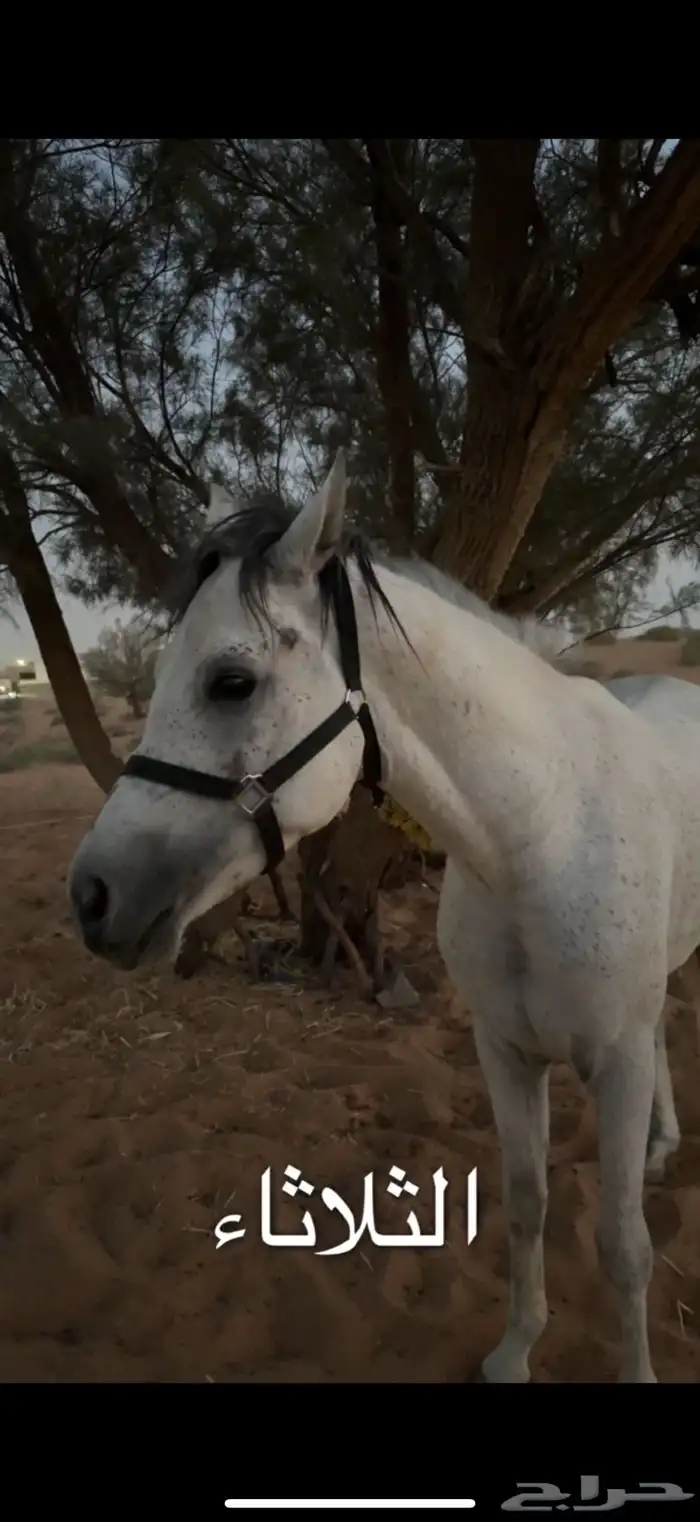 خيل شعبي 0