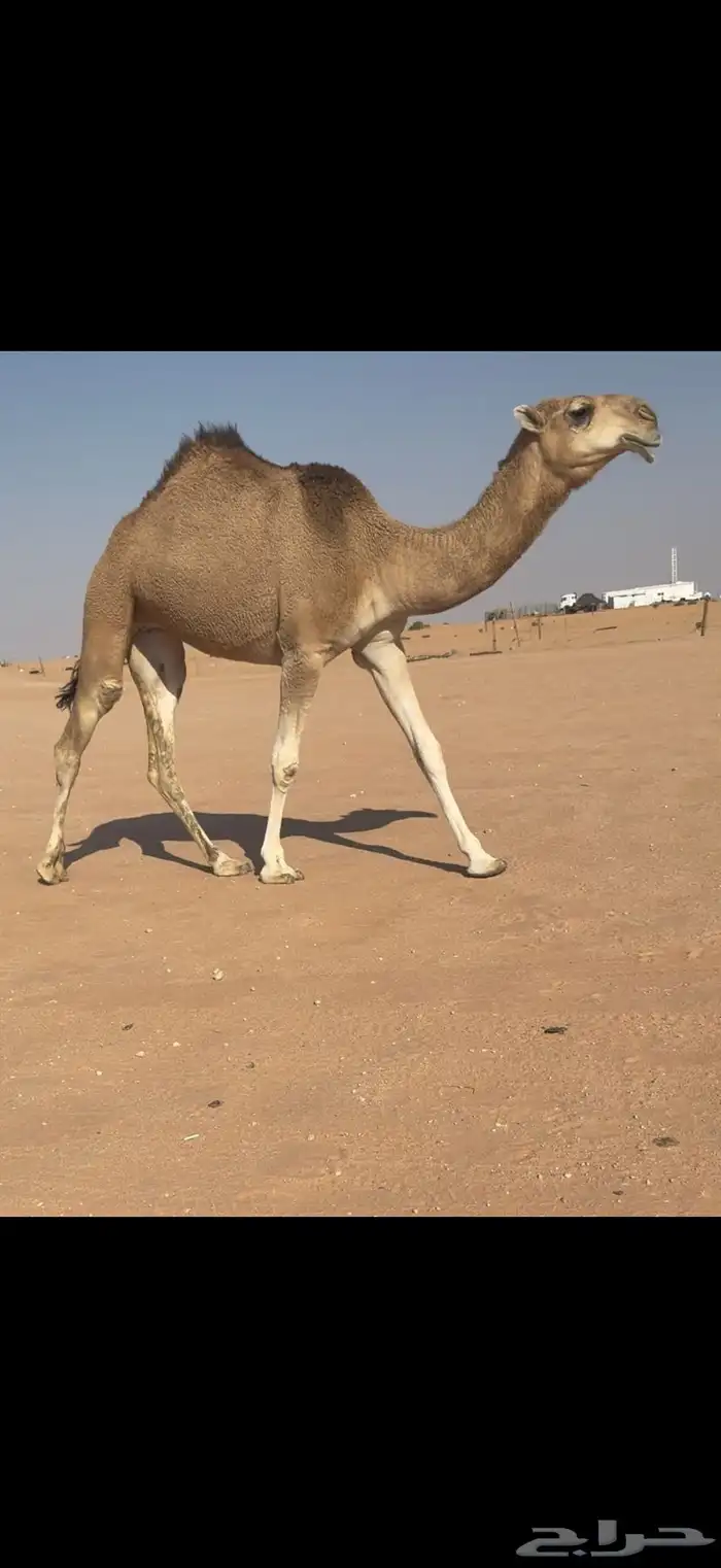 بكار حمر على بعارين بن غصين 0