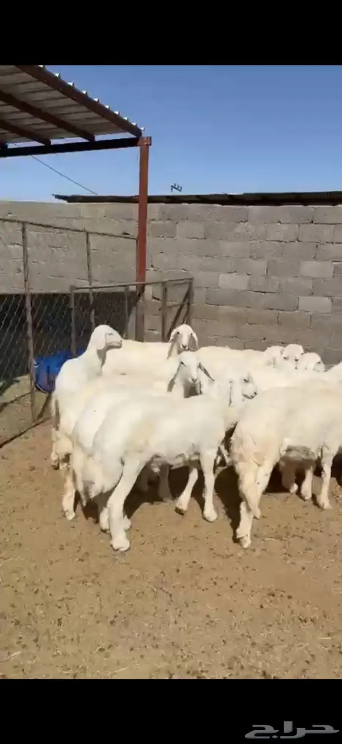 12 هرفي لبانيات 3