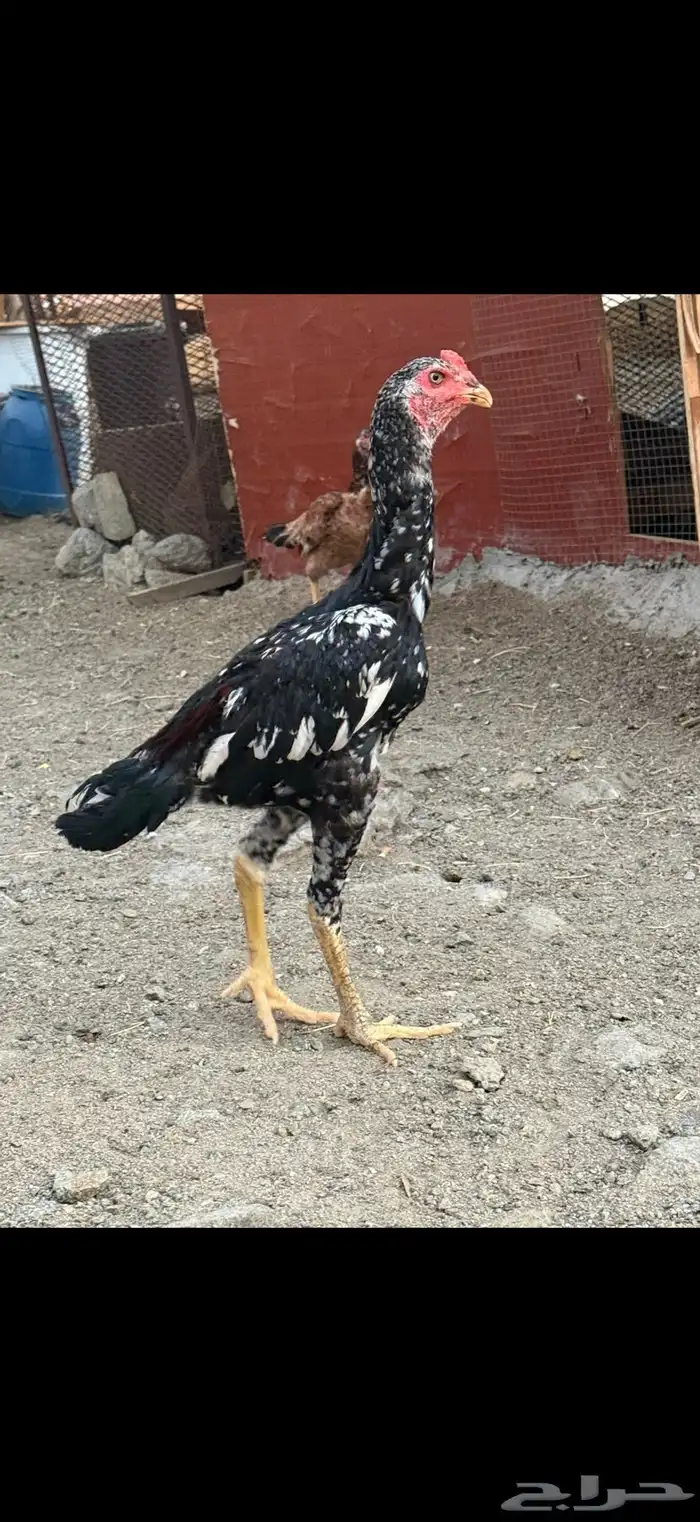 ديك فوليا عمر 7 شهور وشوي 0