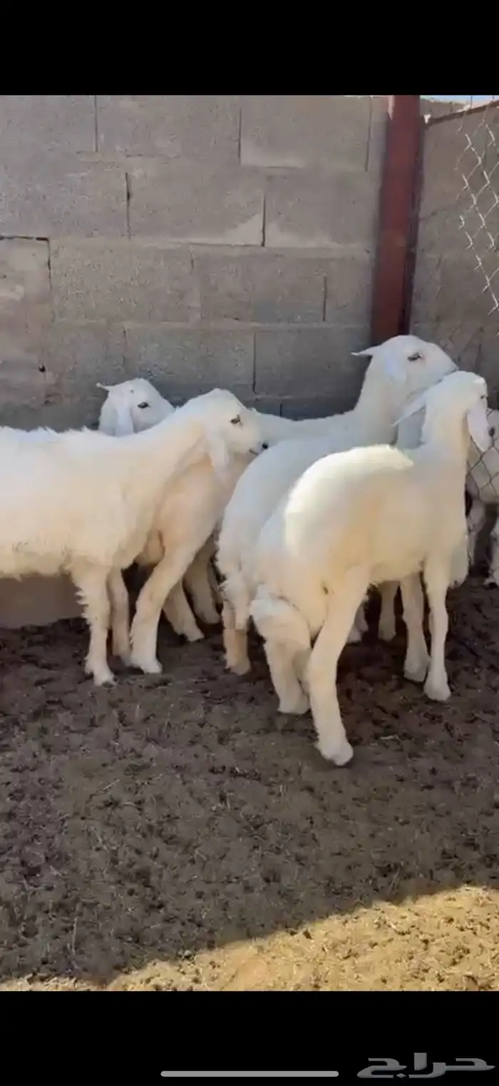 12 هرفي لبانيات 0