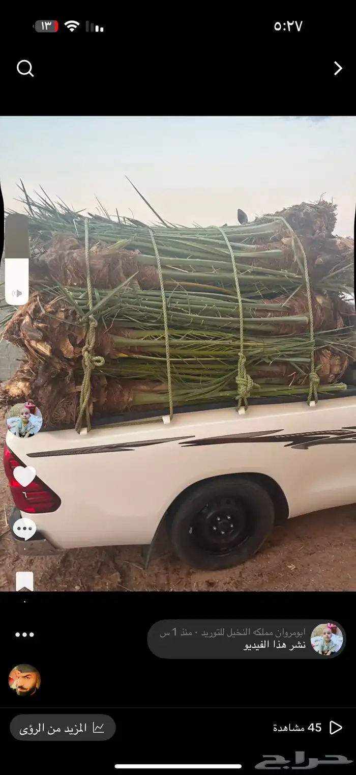 نخل مثمر للبيع 3