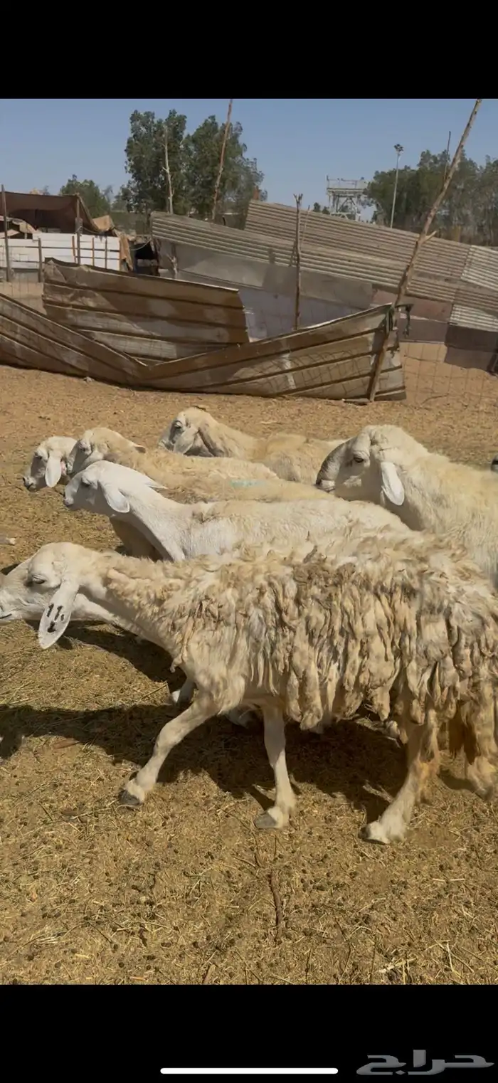 17 ضان حريات دفيع كفوو بفحلها مرام واحد ع 750 (( تم البيع )) 0
