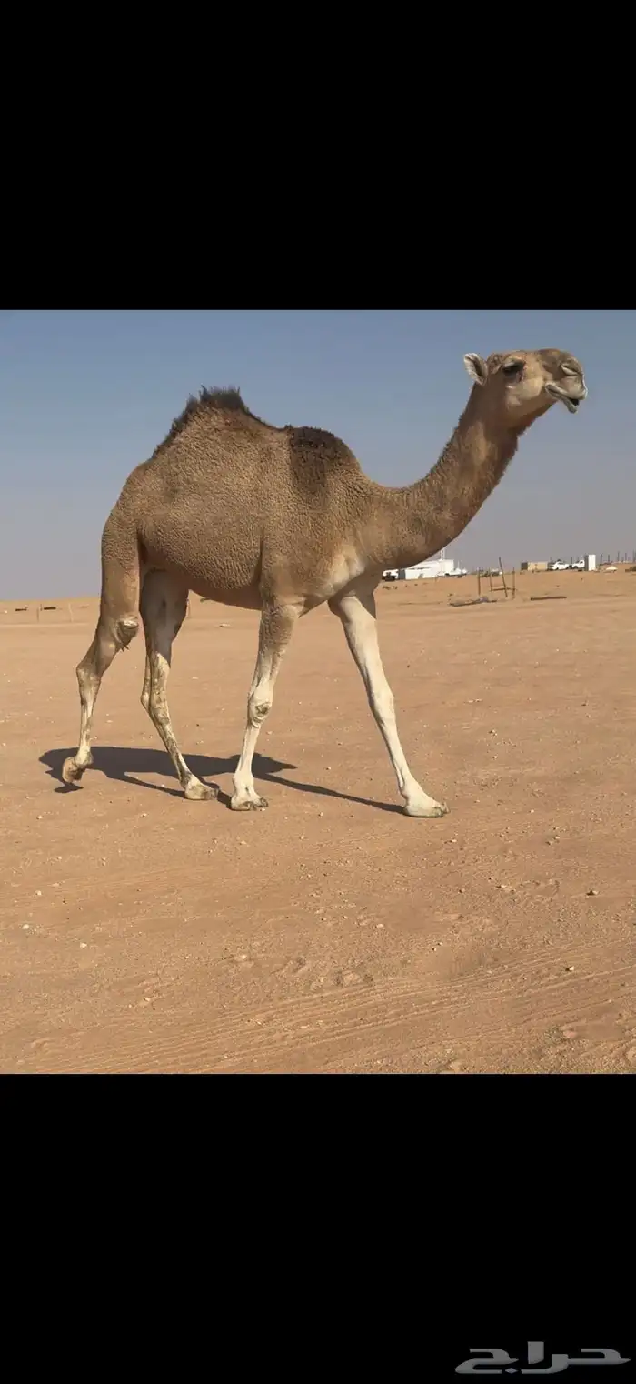 بكار حمر على بعارين بن غصين 3