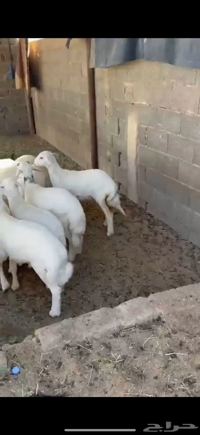 12 هرفي لبانيات 1