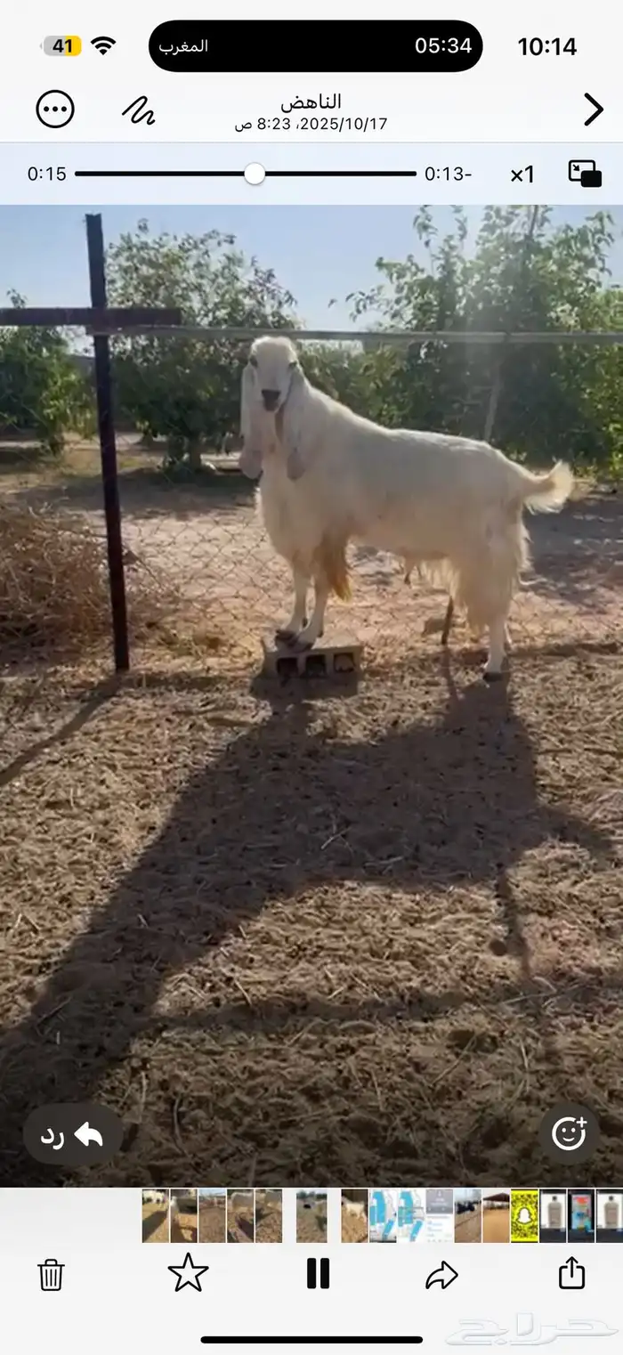 بيع أربع معزاء مشروكات مع الفحل 1