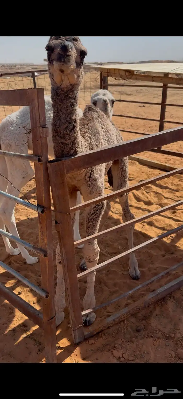 خلفه مجهم كفو 3