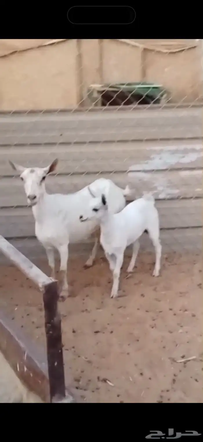 عنز عمانيه 2