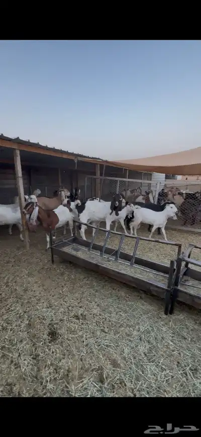 معزا مشاريك مراح كامل index