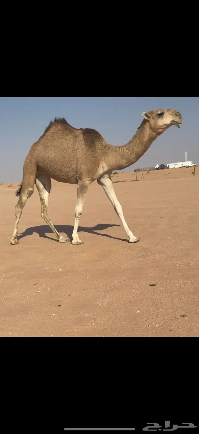 بكار حمر على بعارين بن غصين 1