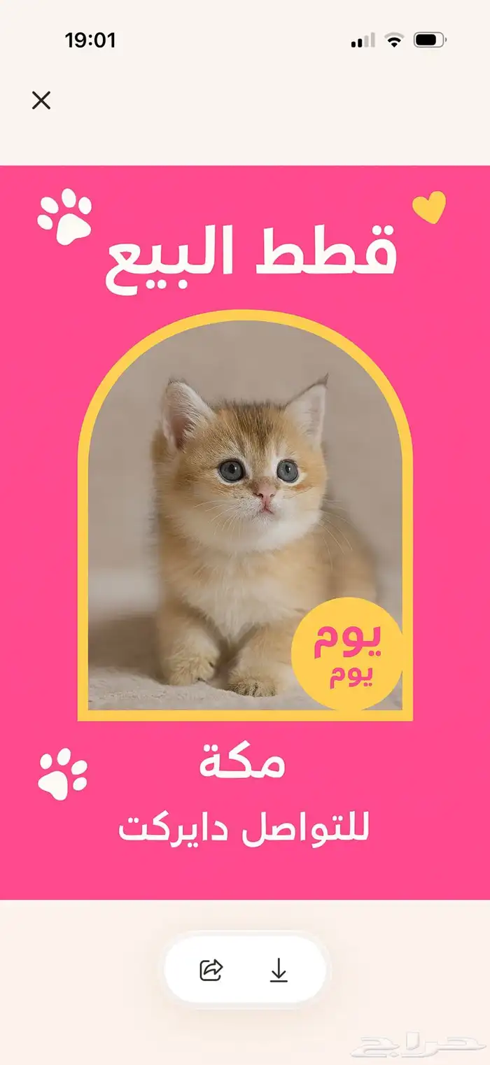 قطط بريتش للبيع بشهادة نسب موثوقه 0