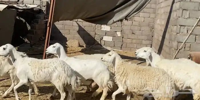 ضان حريات حرش مقاني نظيف 7