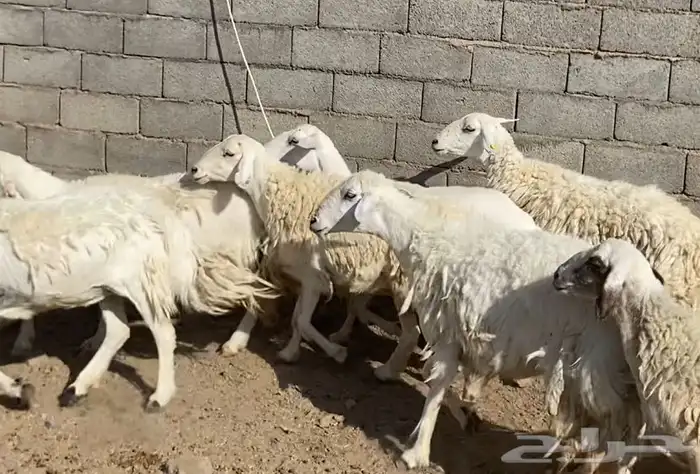 ضان حريات حرش مقاني نظيف 4