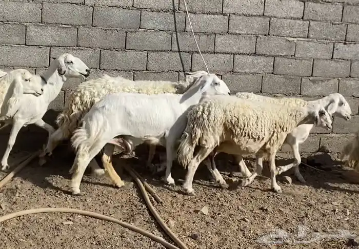 ضان حريات حرش مقاني نظيف 2