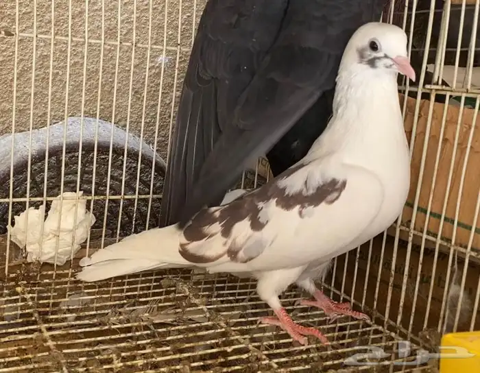 حمام قطيفي 2