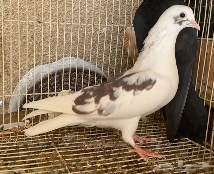 حمام قطيفي 3