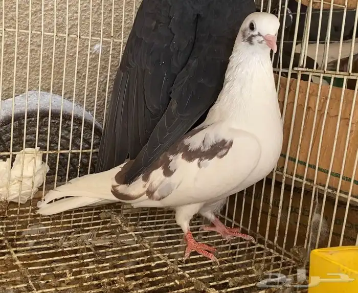 حمام قطيفي 1