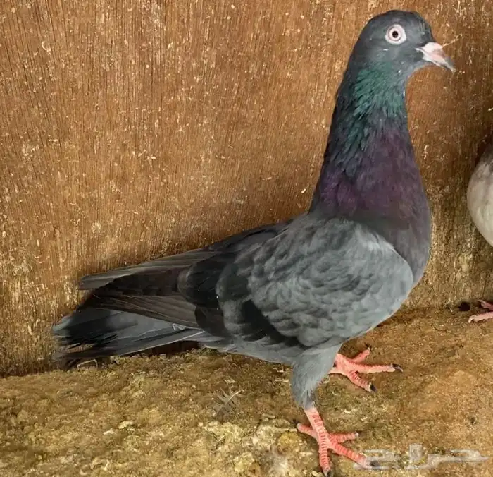 حمام قطايف 0