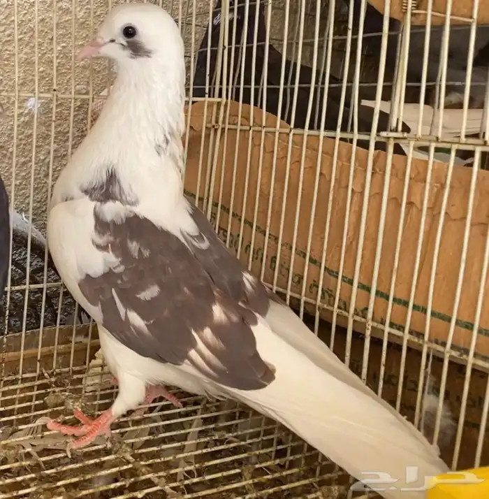 حمام قطيفي 5