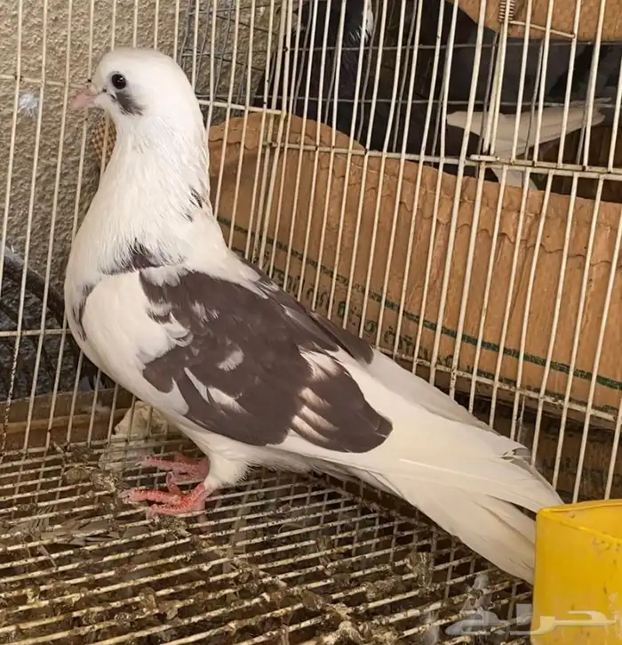 حمام قطيفي 4