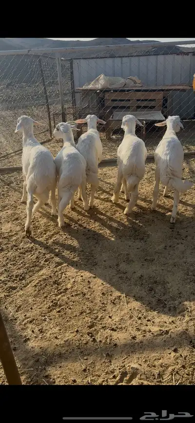 بهم كفو index